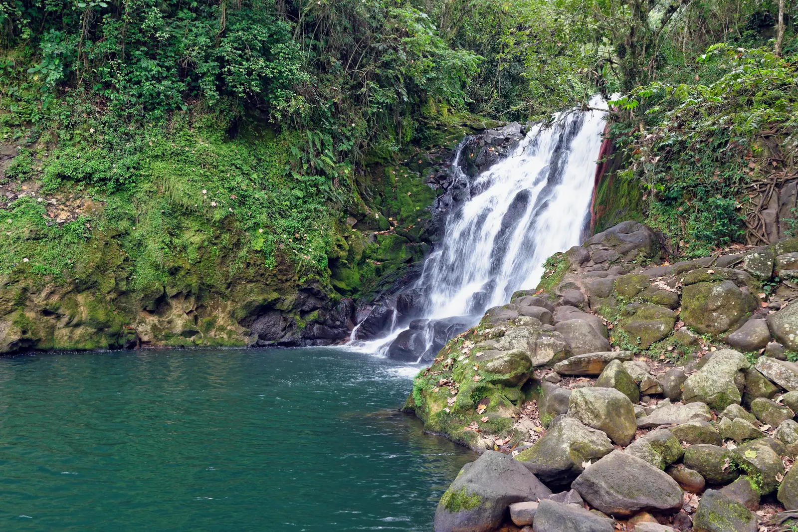 Cascada entre el bosque