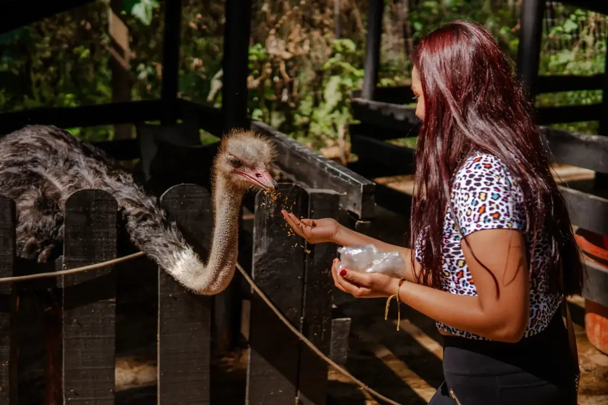 Visitante alimentando a un avestruz