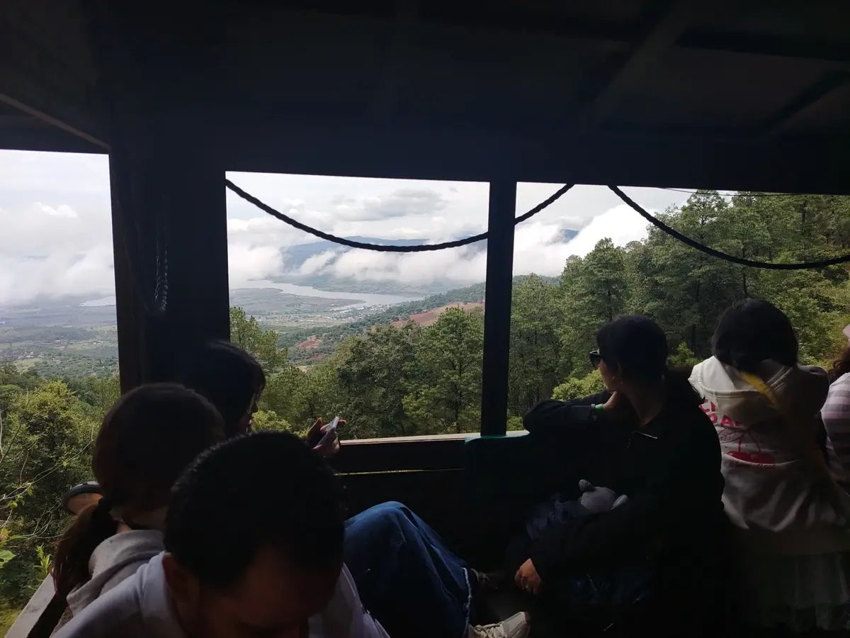 Vista del bosque desde dentro del camión